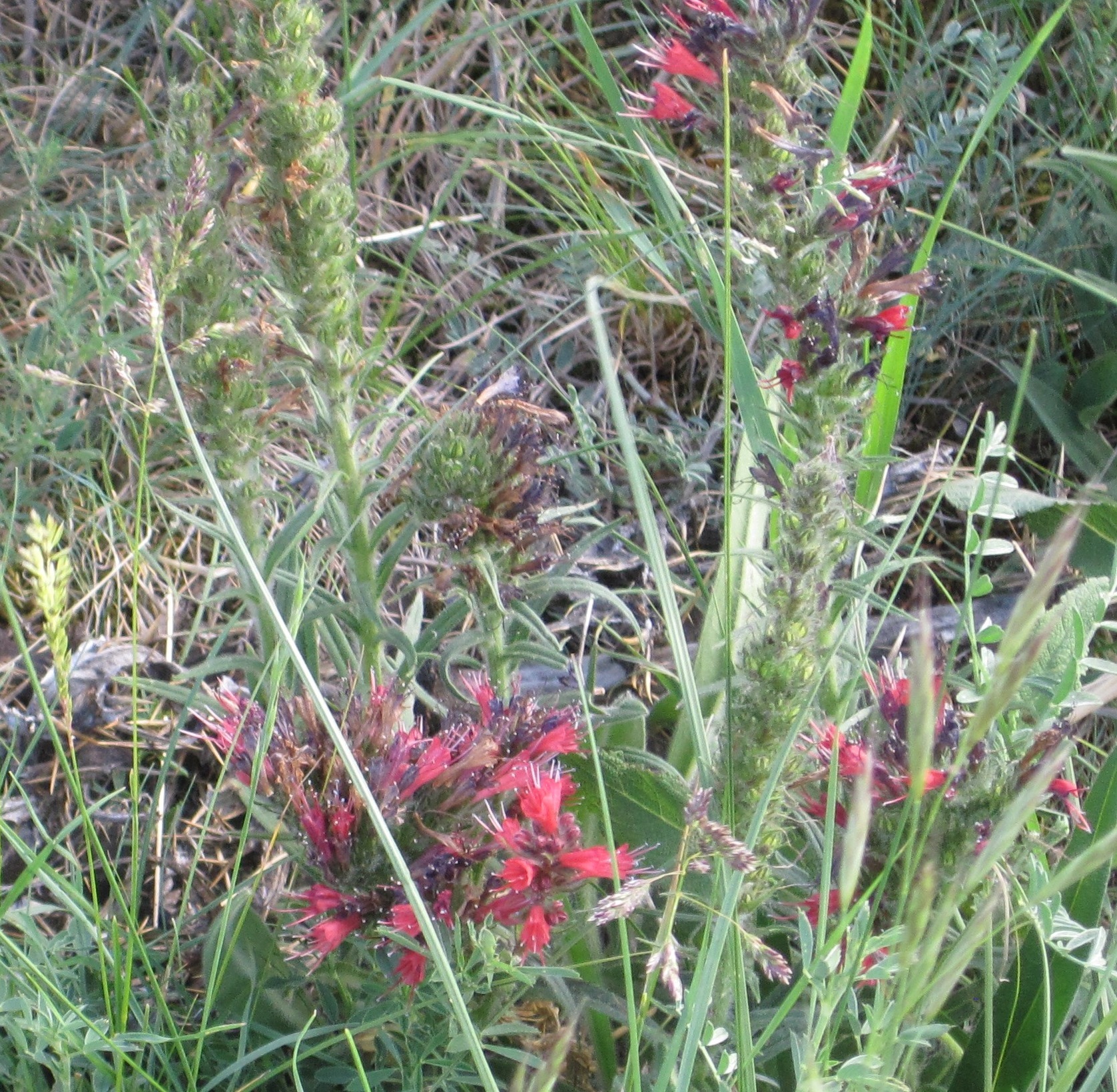 Red flower. Echium amoenum?