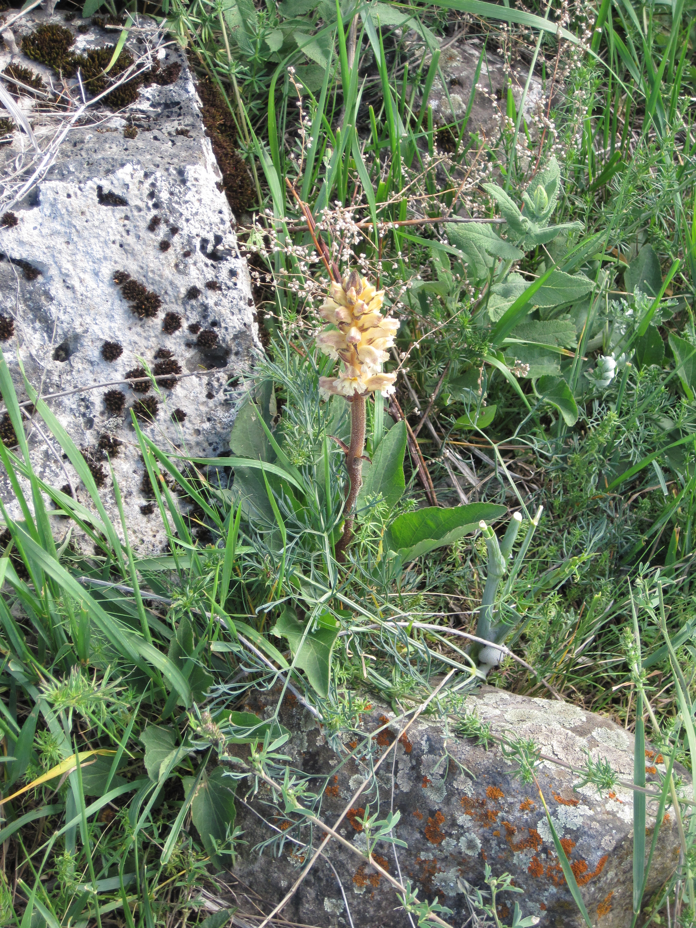 Yellow orchid-like flower between lichen-covered rocks.