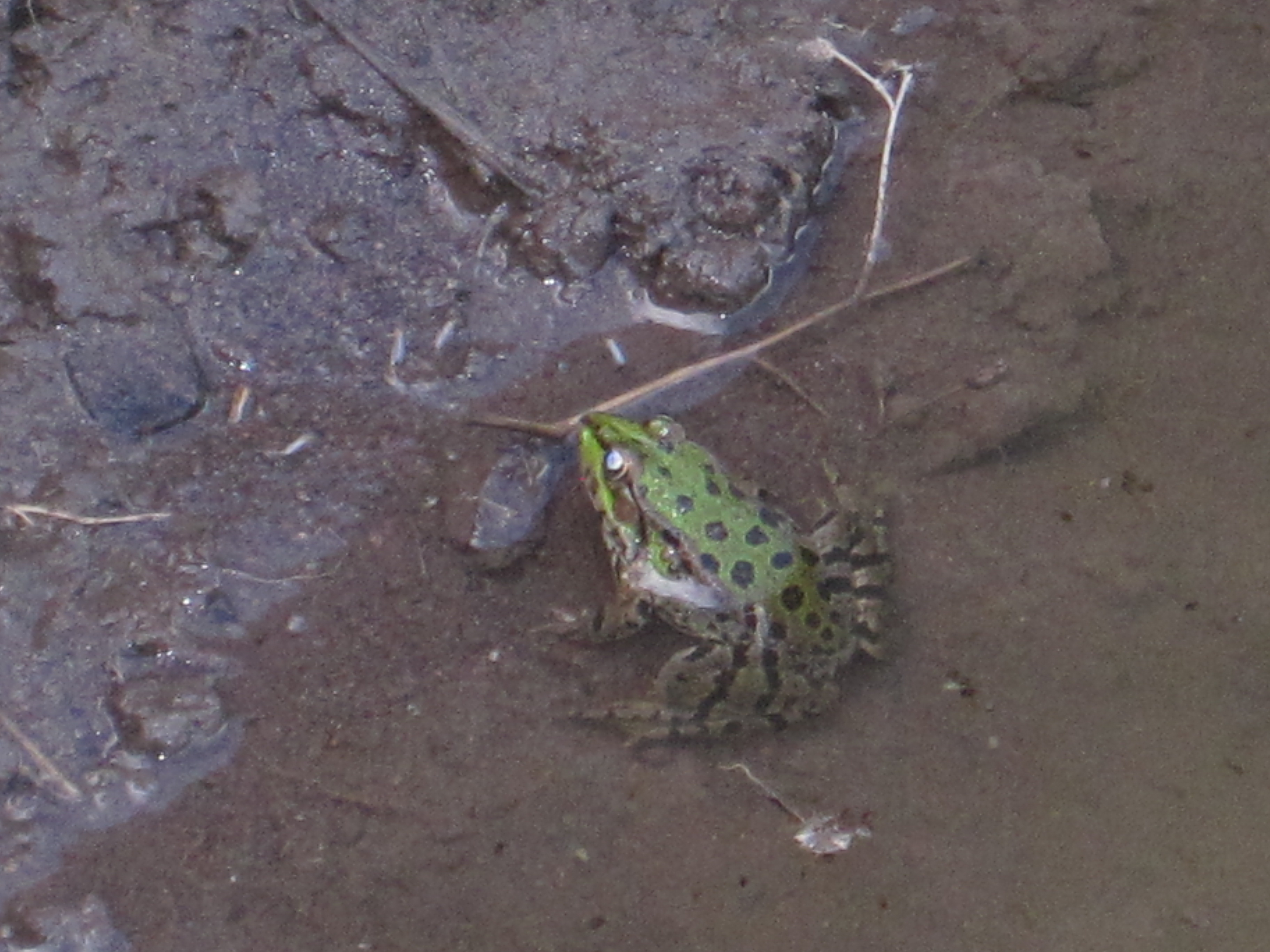 Marsh frog?