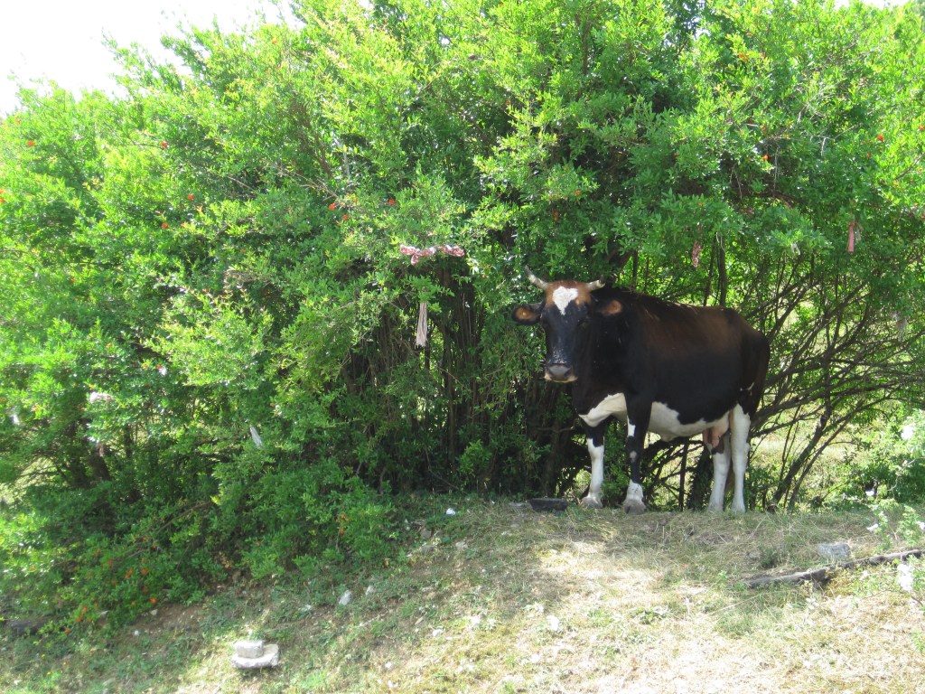 Cow standing under a tree festooned with ribbons.