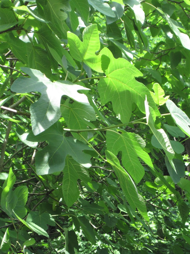 Fig leaves