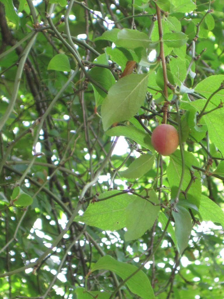 Wild apricot on an apricot tree