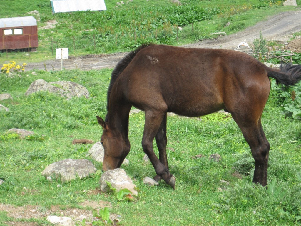 Bay colt, grazing
