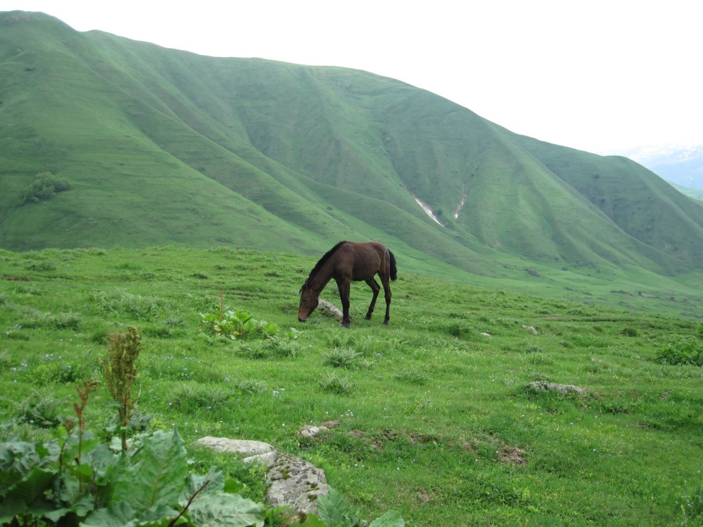 Colt, grazing. Somewhere above Roshka, Georgia.
