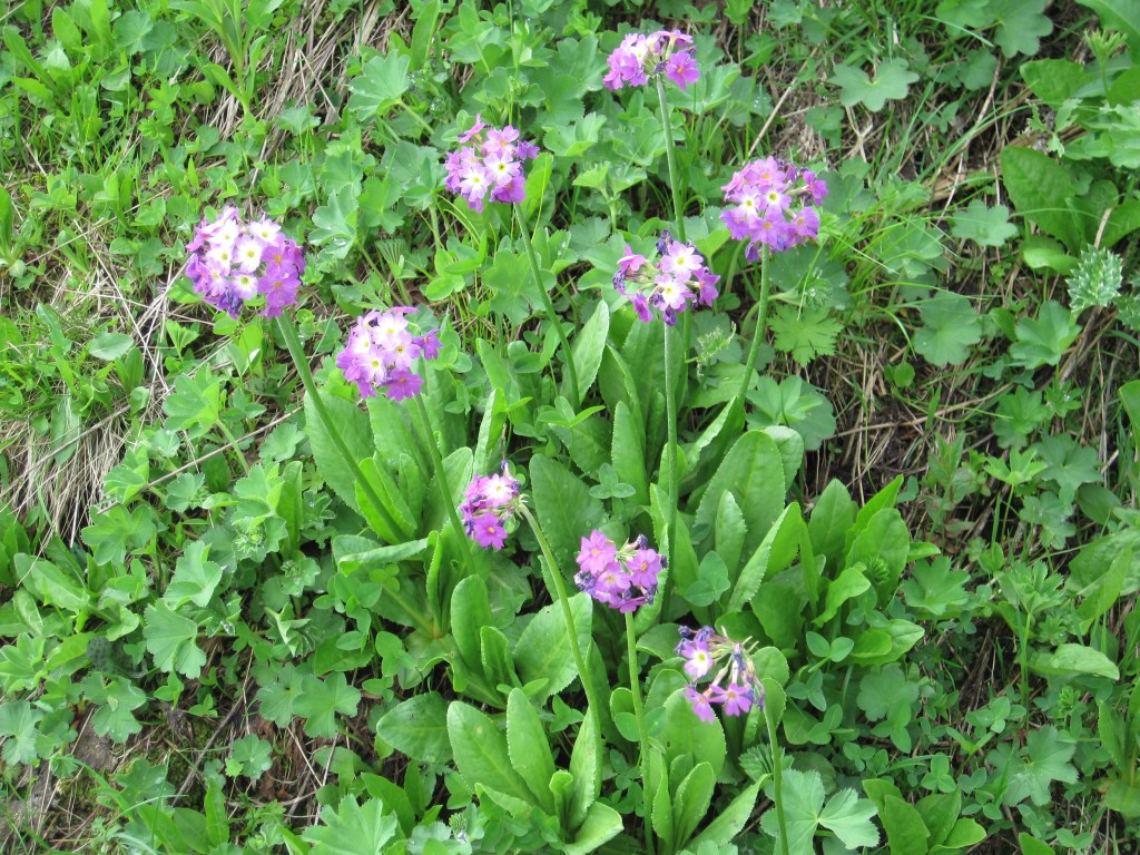 Primula flowers