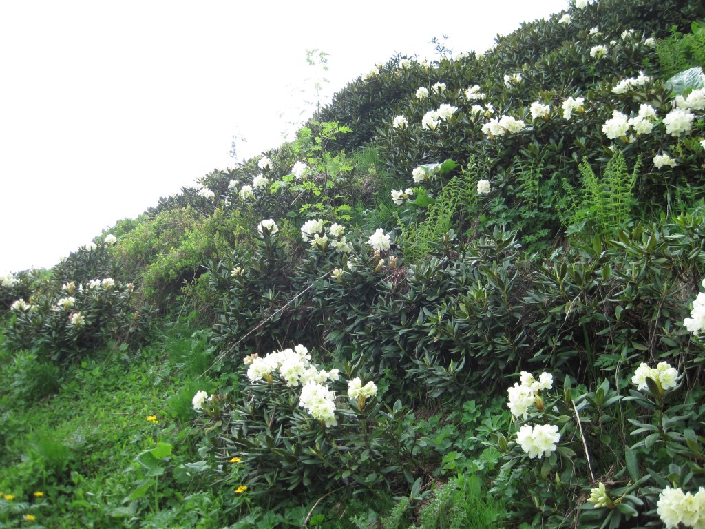 Hillside covered in Caucasian rhododendrons.