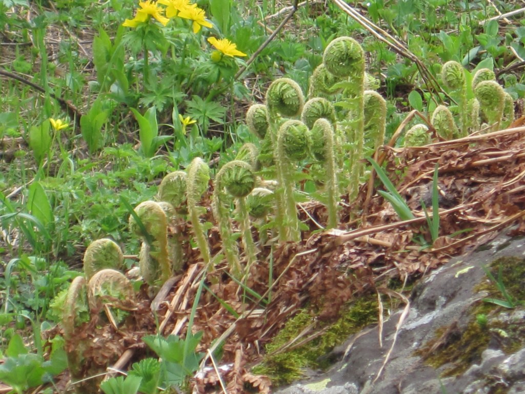 Fern fiddleheads with yellow flowers in the background.