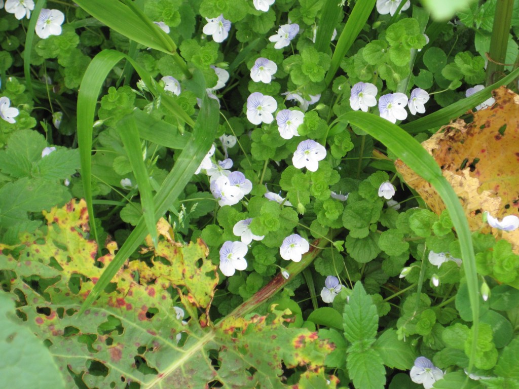 Speedwell flowers