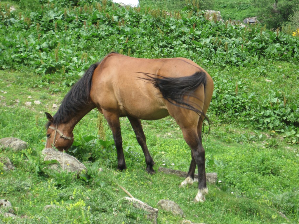 Dun horse grazing beside rocks and alpine dock.